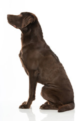 Sitzender Labrador im Profil