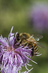Honigbiene auf Ackerkratzdistel