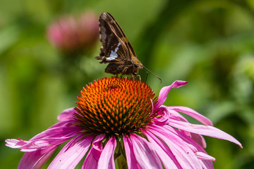 Bumblebee Pollinating a Purple Echinacea Cone Flower