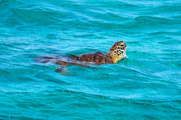 Kleine Antillen - Tobago Cays - Karettschildkröte
