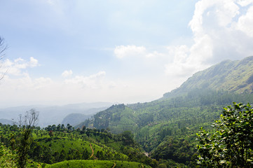 Fototapeta na wymiar Tea plantations in Munnar, Kerala, India