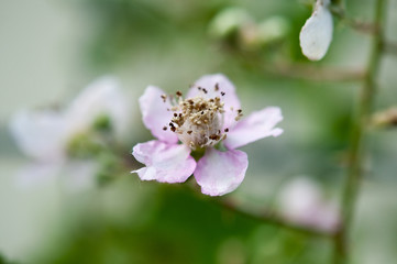 Frieden im Garten. Blumen