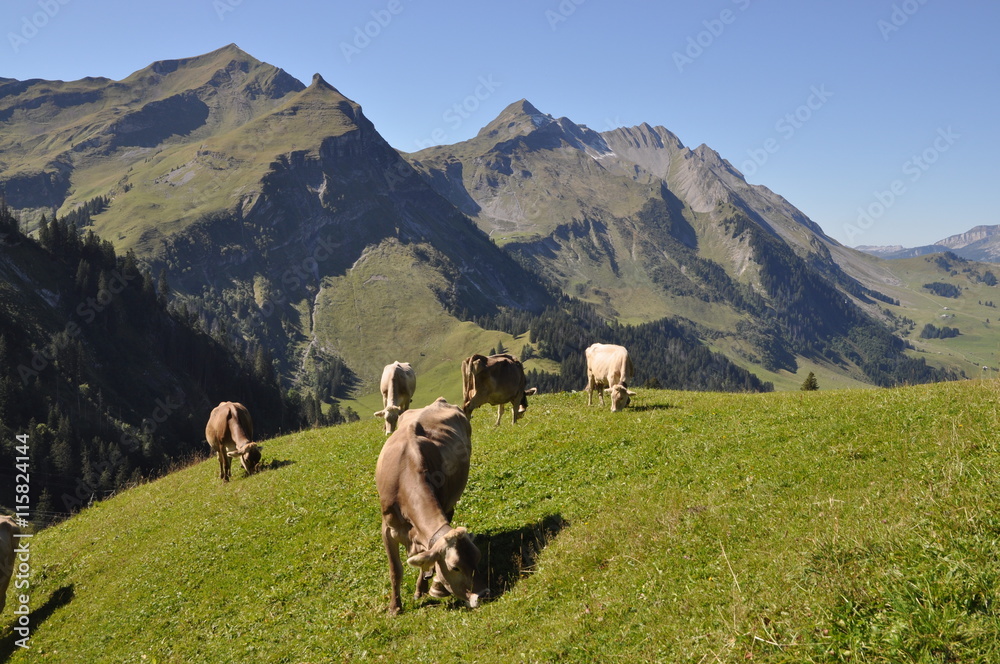 Canvas Prints Kühe mit Arnihaggen und Brienzer Rothorn