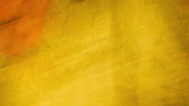 Colorful transitions for montage on the theme of plant leaf, flora and nature