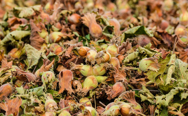 Green and organic hazelnuts 