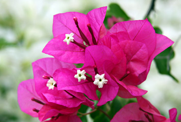 Red Flowers and bracts of bougainvillea liana