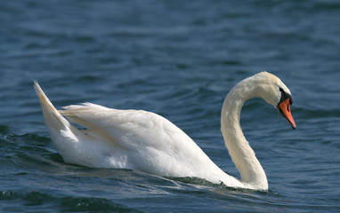 Fototapeta premium Swans on big sea Milada