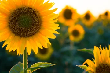Fotobehang sunflower © Sergii Mostovyi