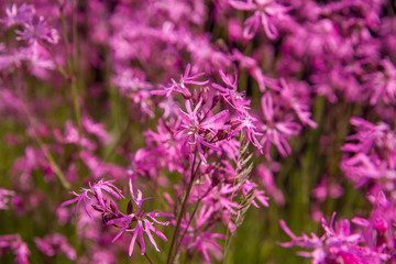Fototapeta premium Ragged-Robin (Lychnis flos-cuculi) blooming in a meadow