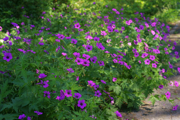 Geranium cranesbill 