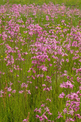 Ragged-Robin (Lychnis flos-cuculi) blooming in a meadow
