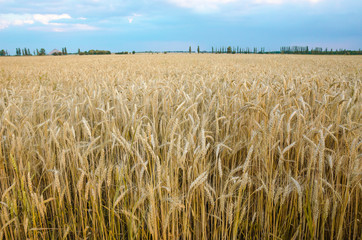 Summer Landscape with Wheat Field and Clouds