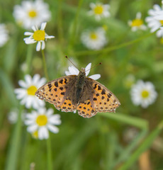 Butterfly on a camomile flower