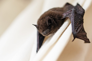 common pipistrelle (Pipistrellus pipistrellus) a small bat on a white curtain, copy space - obrazy, fototapety, plakaty