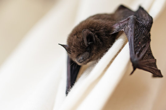 common pipistrelle (Pipistrellus pipistrellus) a small bat on a white curtain, copy space