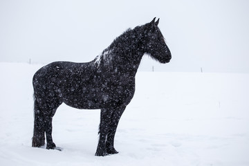 Friesian horse in the snow