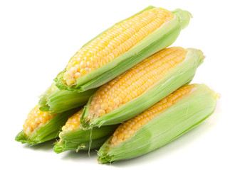 few ears of corn with leaves isolated on white background
