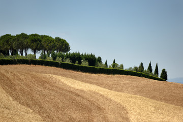 Summer landscape in Tuscany - 115828780