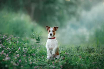 Crédence de cuisine en verre imprimé Chien chien marche sur la nature, verts, Jack Russell Terrier sur l& 39 herbe