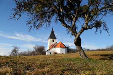 Old tree with church in the background