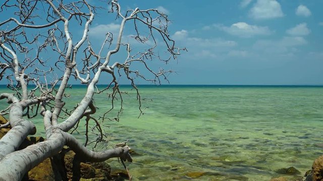 Dead, fallen tree rests on the rocks in the warm, shallow waters of a tropical beach in Southeast Asia. UltraHD video