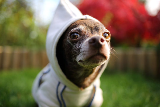 Chihuahua Dog Standing In Garden Wearing Sweater