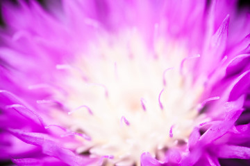Close up of the blooming whitewash cornflower © rootstocks
