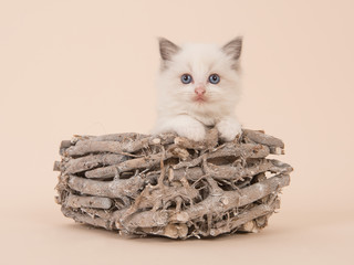 Cute baby rag doll longhair baby cat in a wooden basket on a creme soft white background