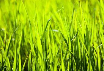 Obraz premium Green grass in the sunshine
