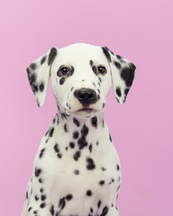 Cute dalmatian puppy portrait facing the camera on a pink background - obrazy, fototapety, plakaty