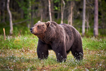 Fototapeta na wymiar Male brown bear