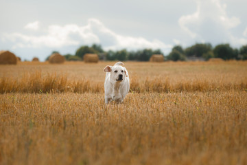 Beautiful Labrador retriever, dog walking in a field,
