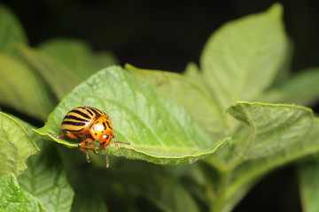 Colorado potato beetle