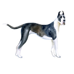 Watercolor closeup portrait of cute Great Dane breed dog isolated on white background. Shorthair smooth large guardian dog posing at dog show. Hand drawn sweet home pet. Greeting card design. Clip art