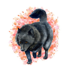 Watercolor closeup portrait of Belgian Schipperke breed dog isolated on white background. Longhair medium miniature sheepdog posing at dog show. Hand drawn home pet. Greeting card design. Clip art