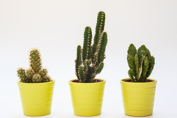 Three small cacti in isolated white background