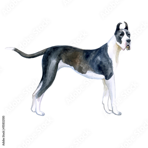 Watercolor Closeup Portrait Of Cute Great Dane Breed Dog Isolated