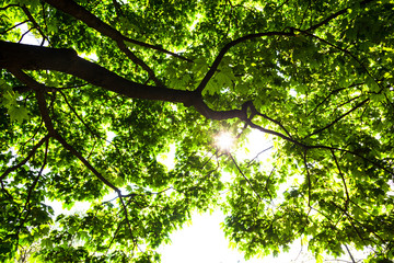 Fototapeta na wymiar Silhouette of green maple tree