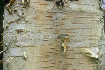 Birch tree trunk