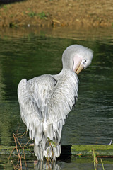 Pelican preening feathers