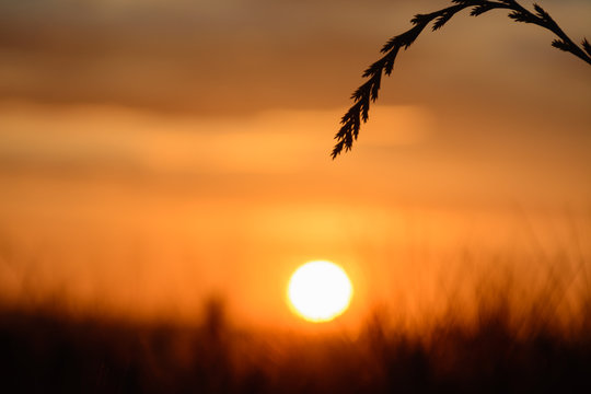 A blade of grass at sunset with sun in background