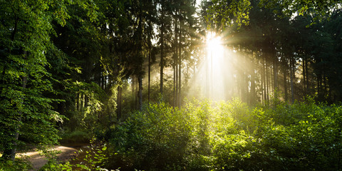 Obraz premium Idyllischer Sonnenaufgang in einem Wald mit Bach