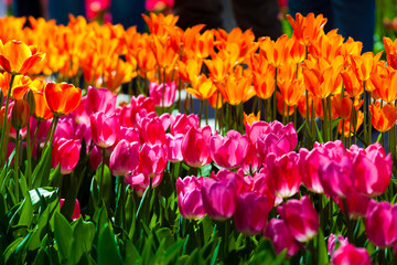 Obraz premium Field of tulips in city park