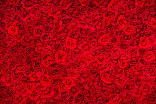 Carpet of red roses, the flowers backgound
