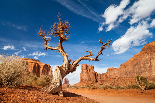 tree monument valley - usa