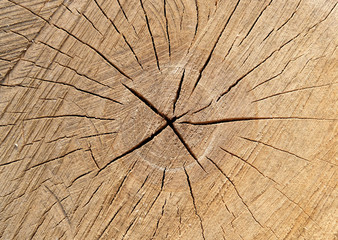 texture of wood