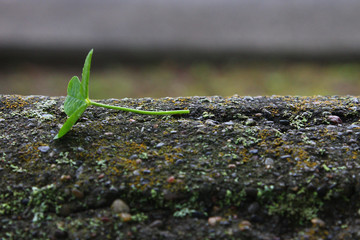 一輪のクローバー