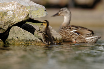 Mallard, Duck, Anas platyrhynchos - nestling with female.