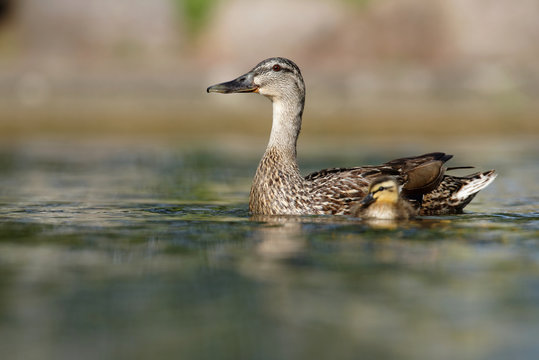 Mallard, Duck, Anas platyrhynchos - nestling with female.