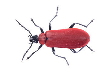 Red beetle on a white background